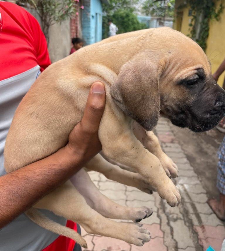 Pure Breed Great Dane price in Bangalore