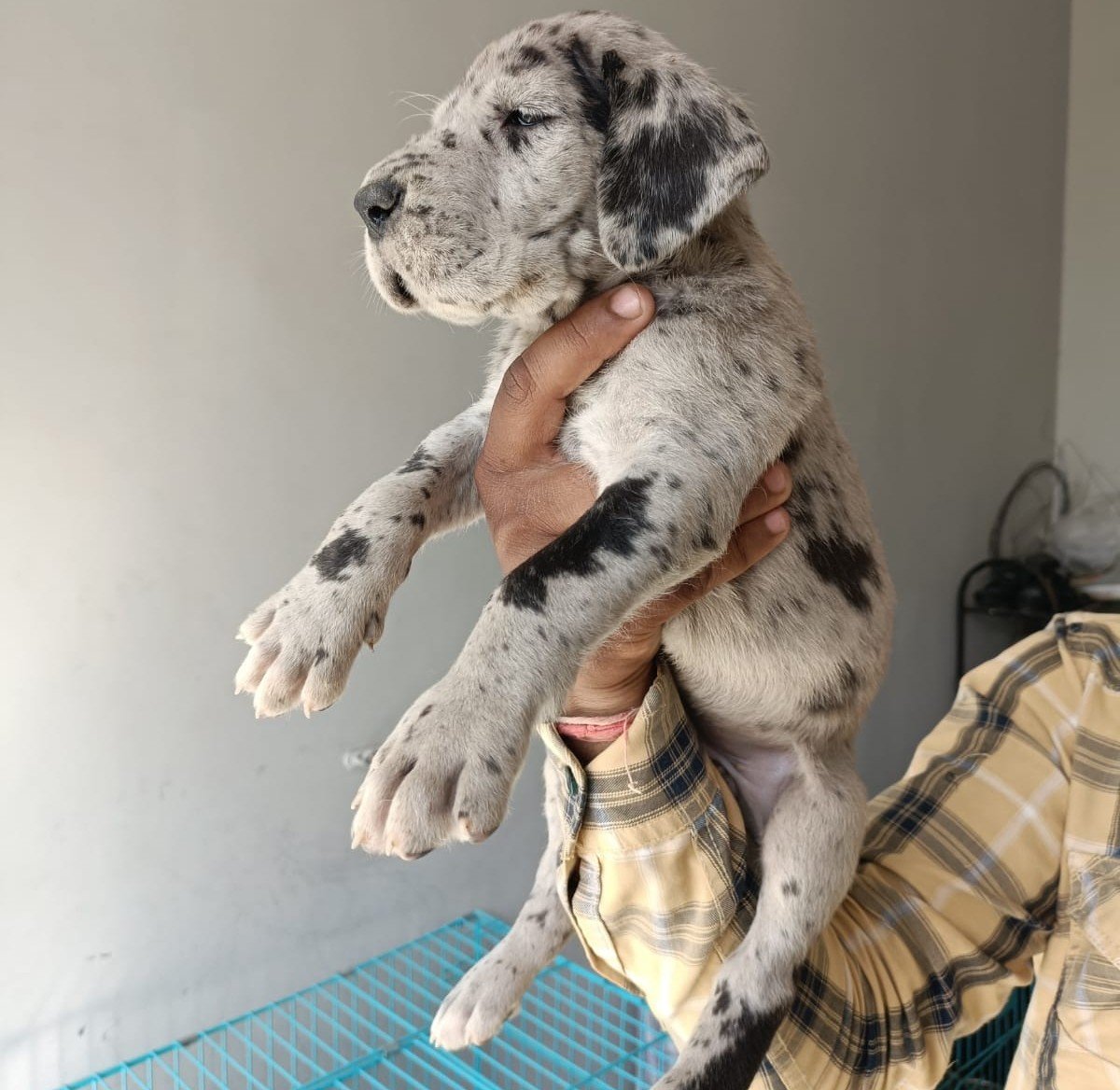 Great Dane online price in Bangalore