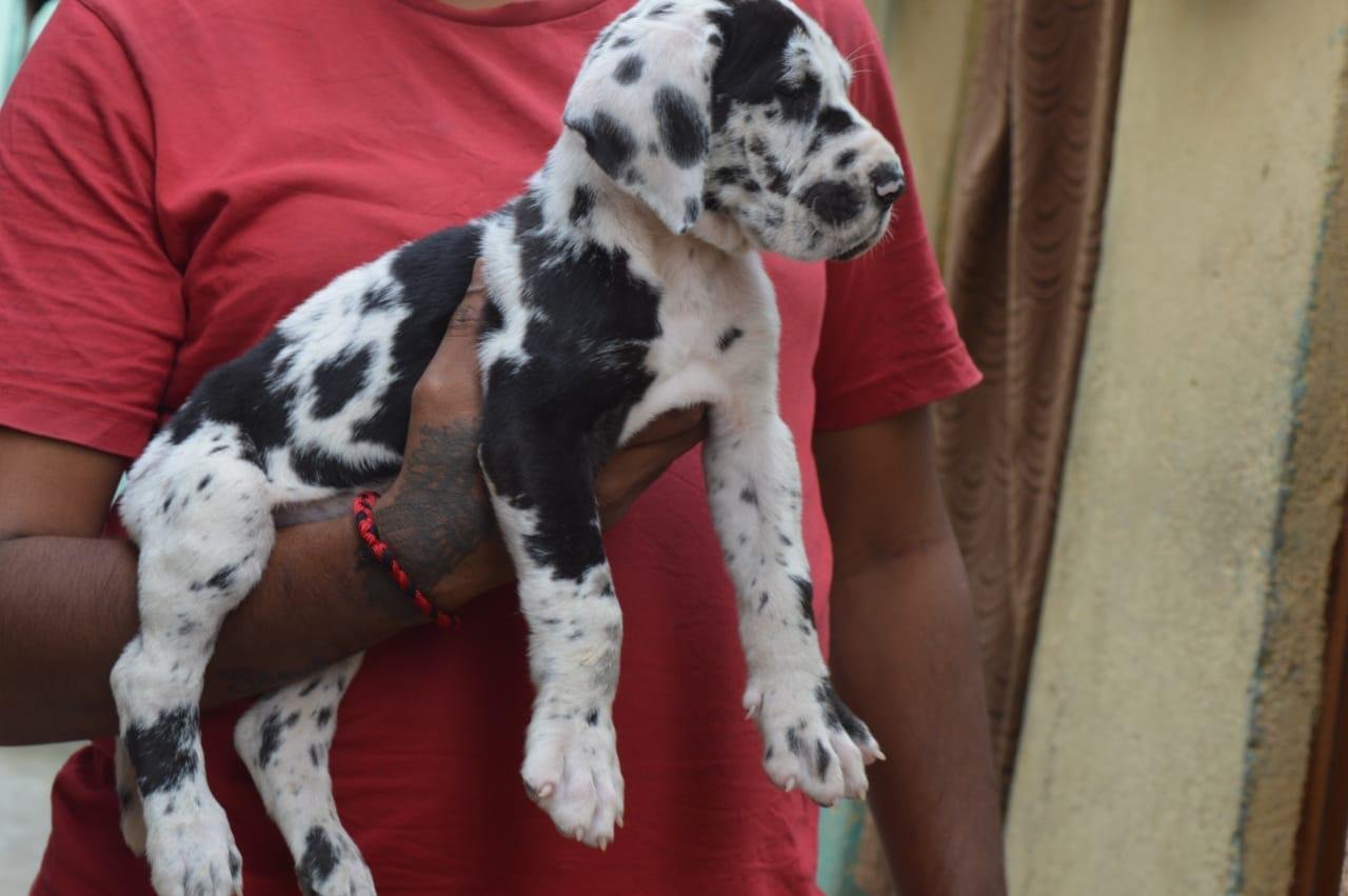 Great dane female price in india