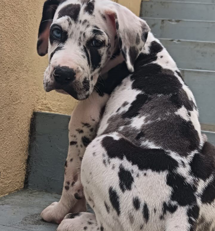 Great dane  male price in india