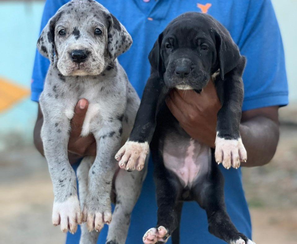 Great Dane Price In Kolkata