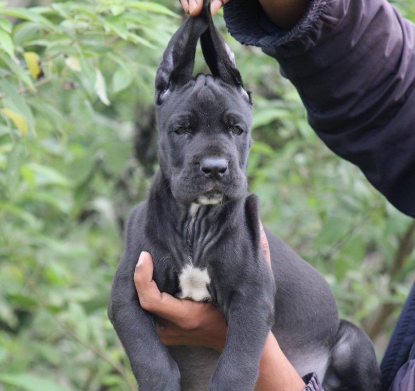 Great Dane dog breeder in Kolkata