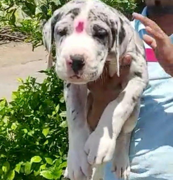 Great Dane Female price in Kolkata