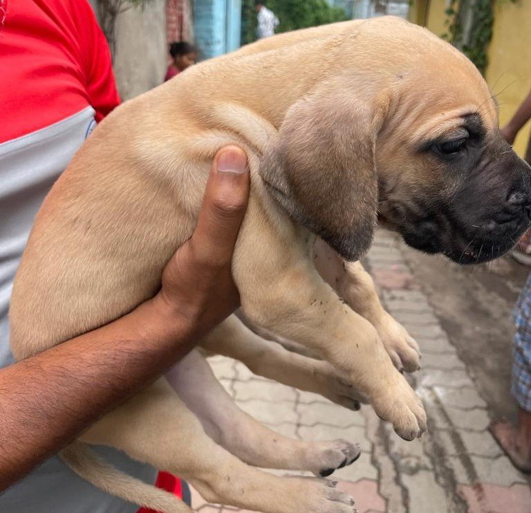 Great Dane Male Price in Kolkata