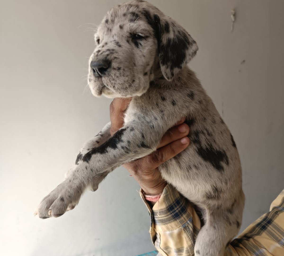 Pure Breed Great Dane price in Kolkata