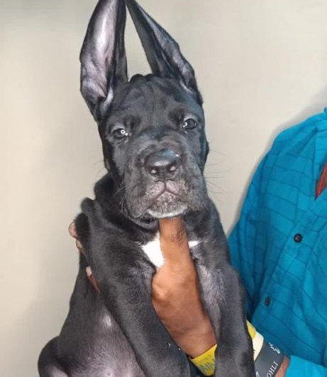 Great Dane online price in Kolkata