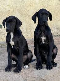 Great Dane Price In Vizag