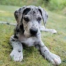 Great Dane dog breeder in Vizag