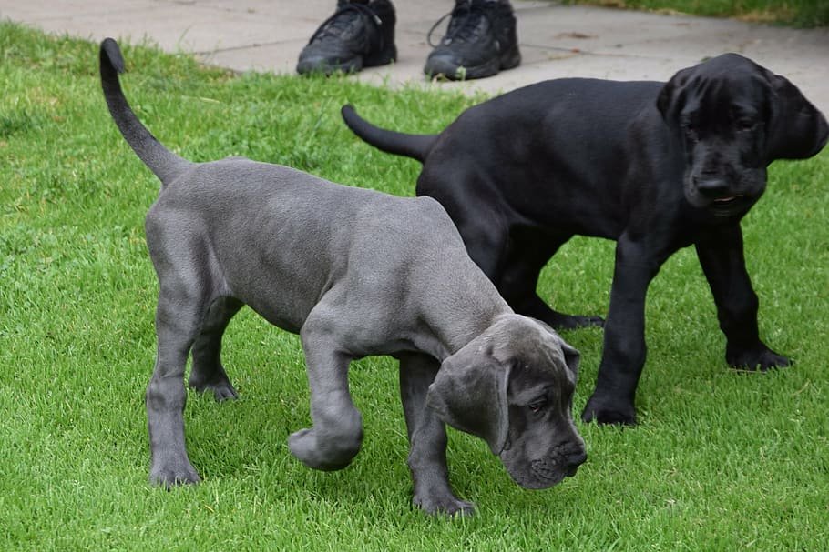 Pure Breed Great Dane price in Vizag