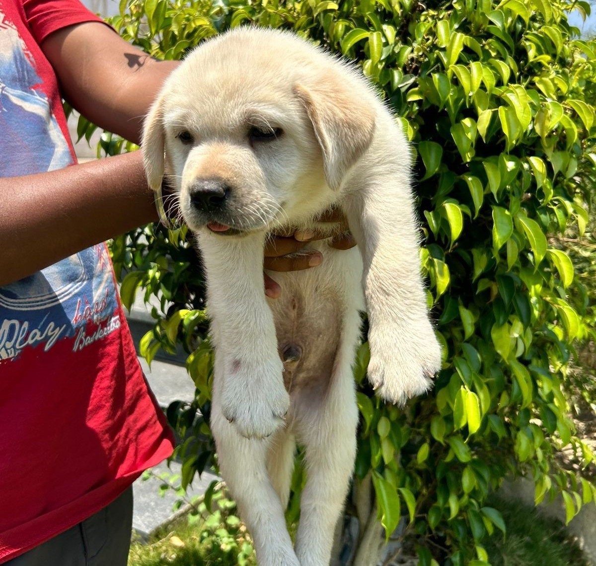 Labrador Retriever Price In Bangalore