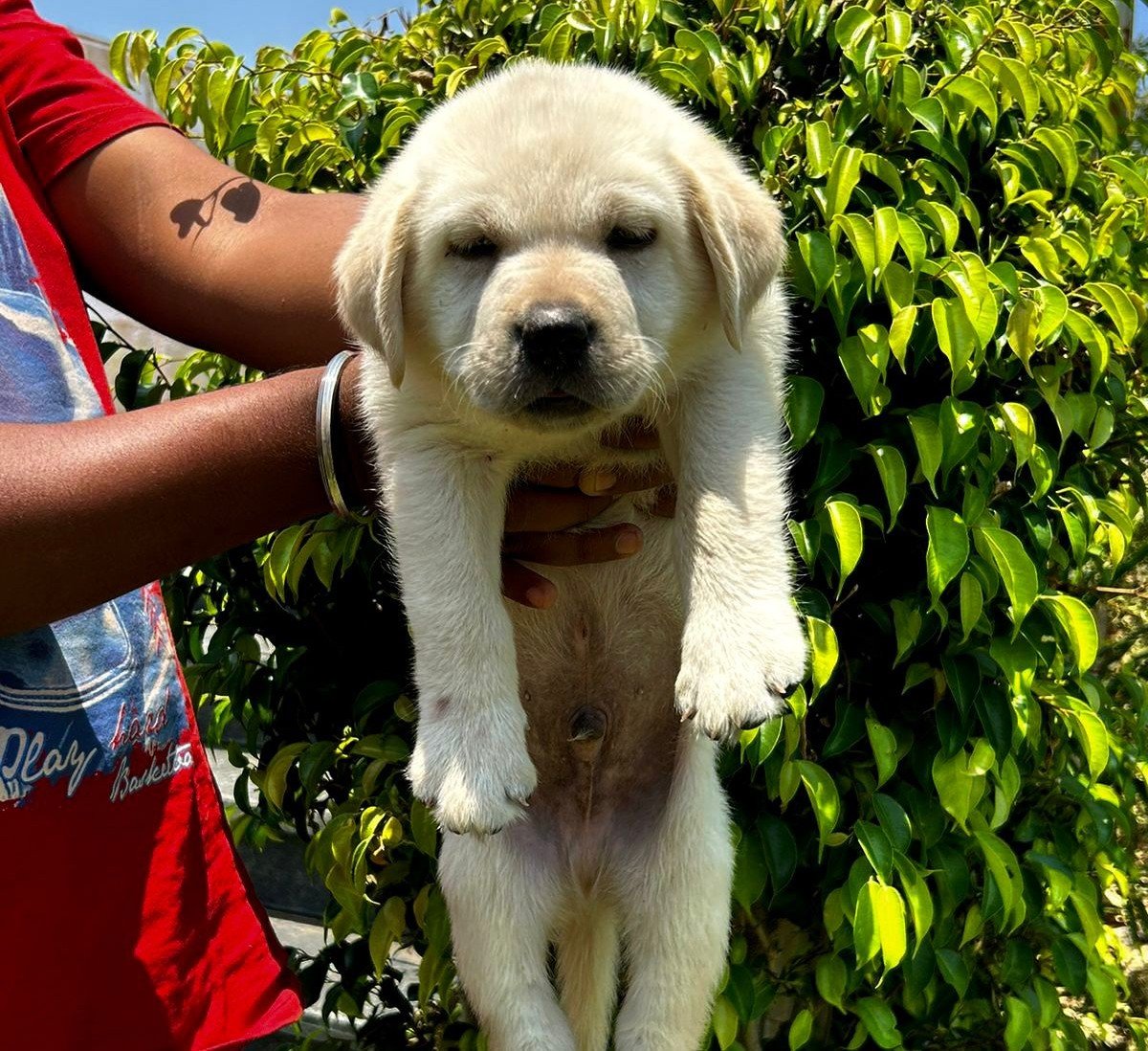 Labrador Retriever dog breeder in Bangalore