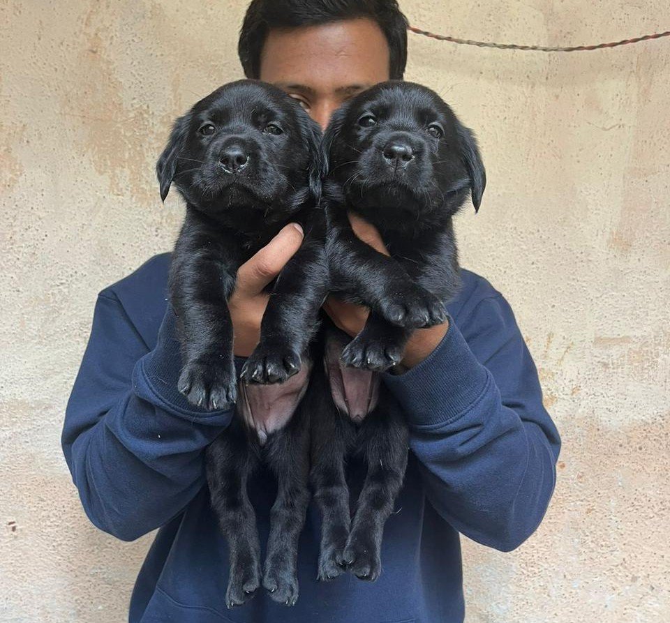 Labrador Retriever Female price in Bangalore