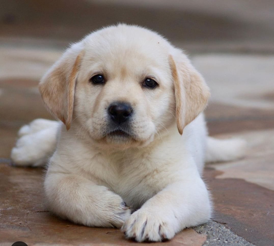 Pure Breed Labrador Retrieverprice in Bangalore