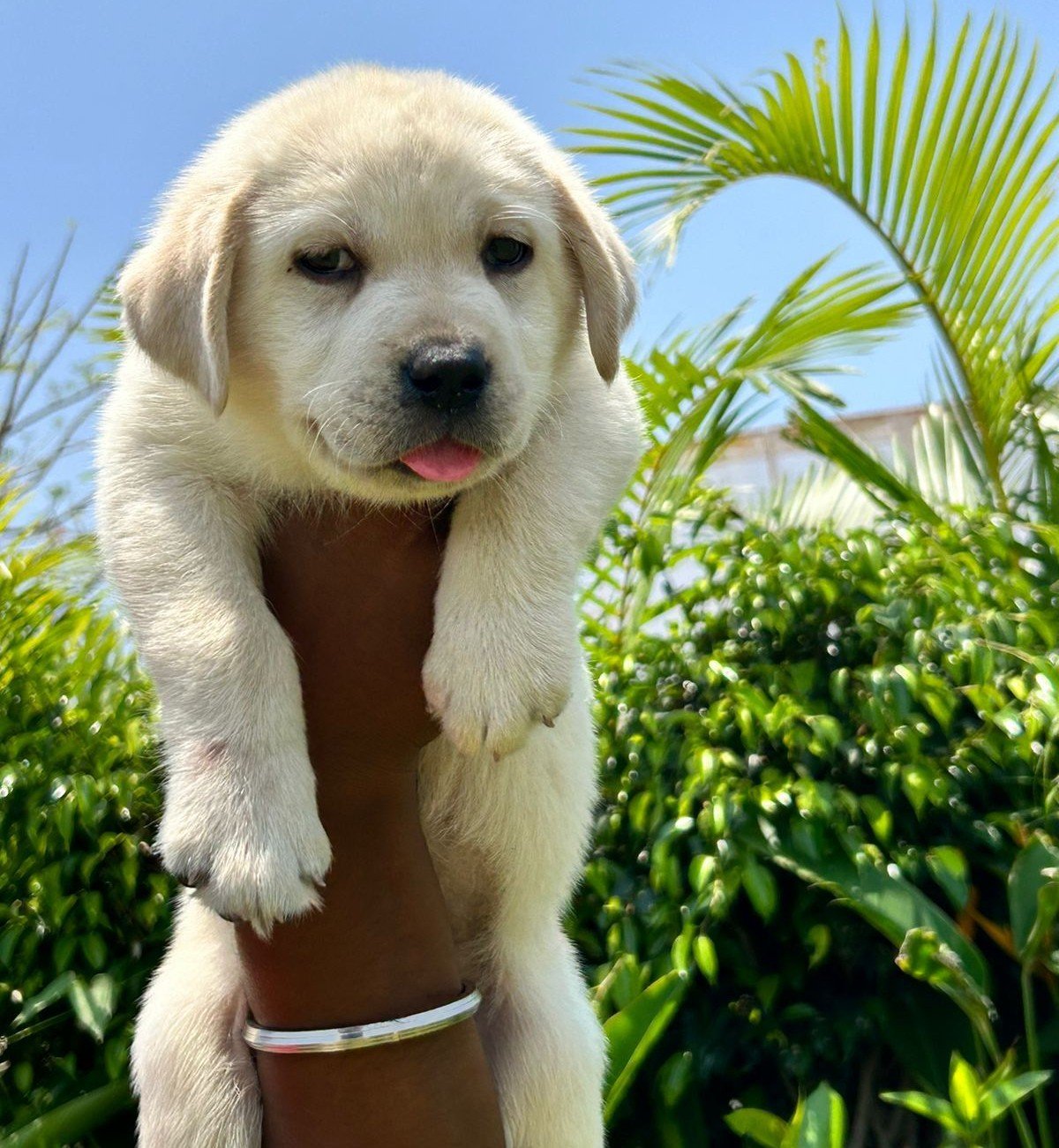 Labrador Retriever online price in Bangalore