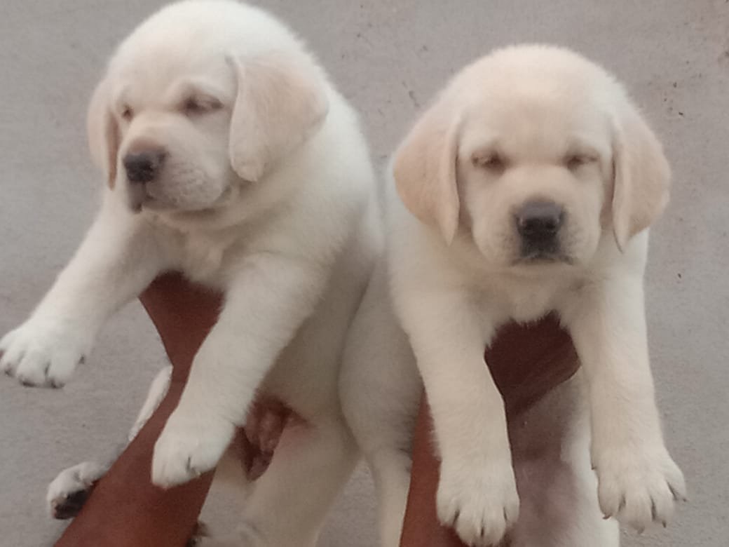 Labrador puppies price in pune