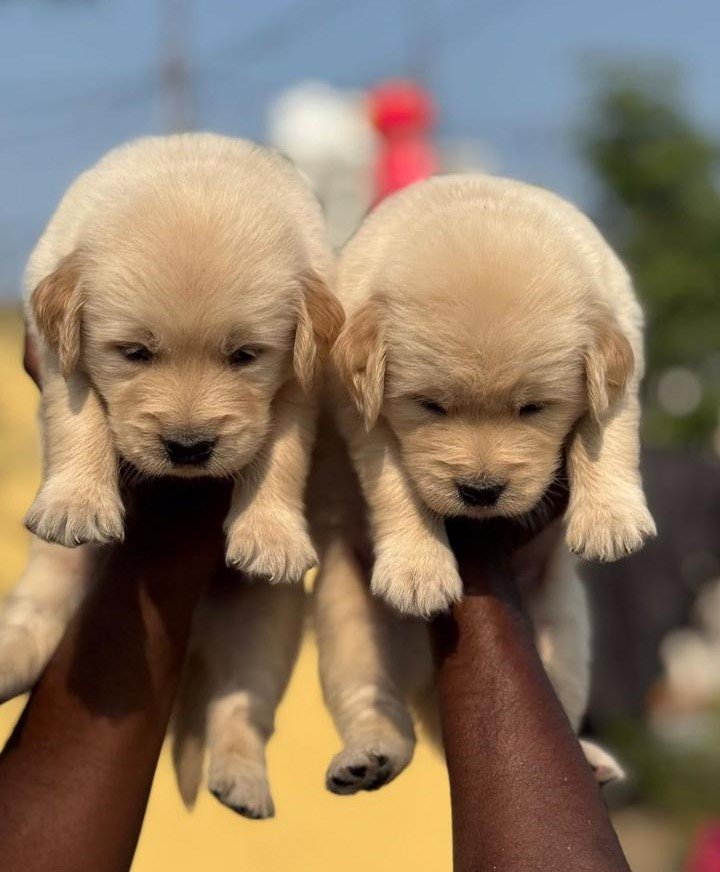 Labrador price in pune