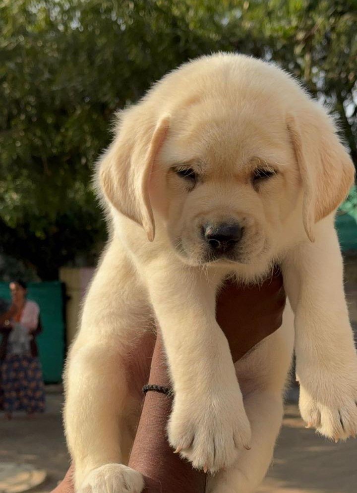 Labrador male price in pune