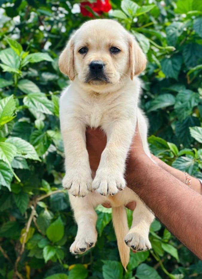 labrador female price in pune