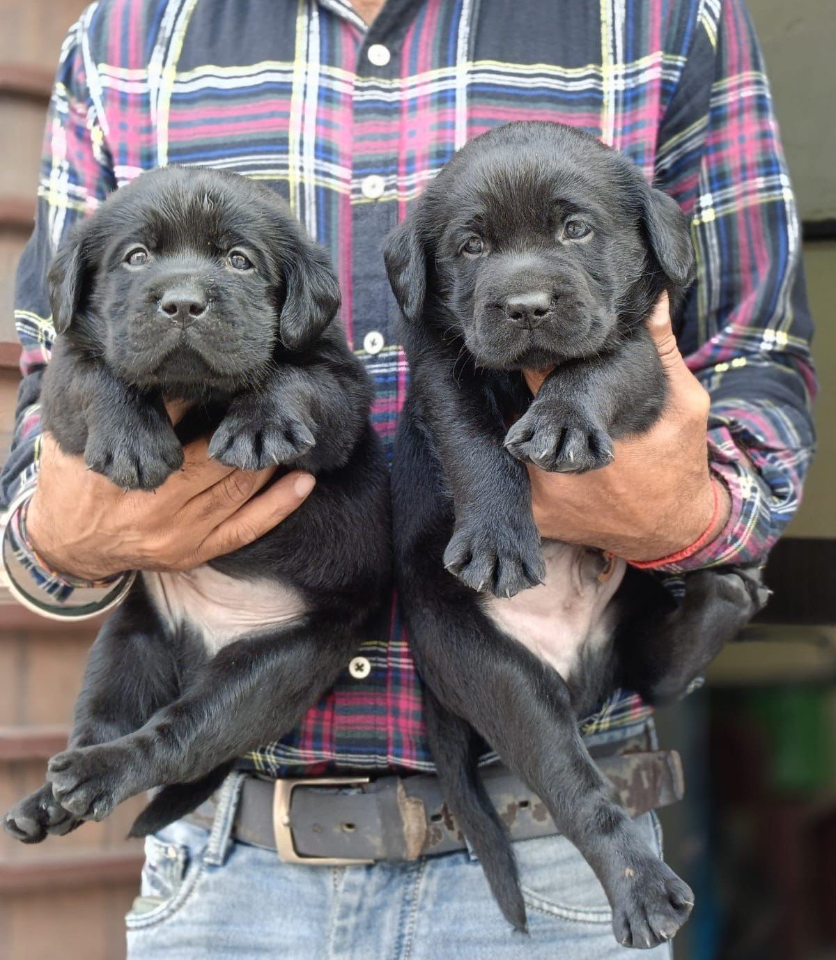 Labrador retriever price in pune