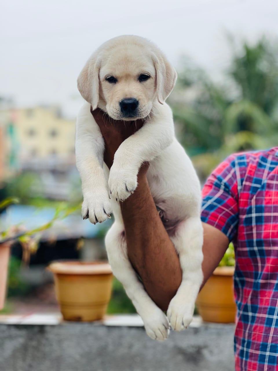 Lab price in pune