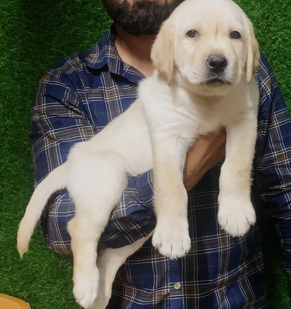 Labrador Retriever Price In Chennai