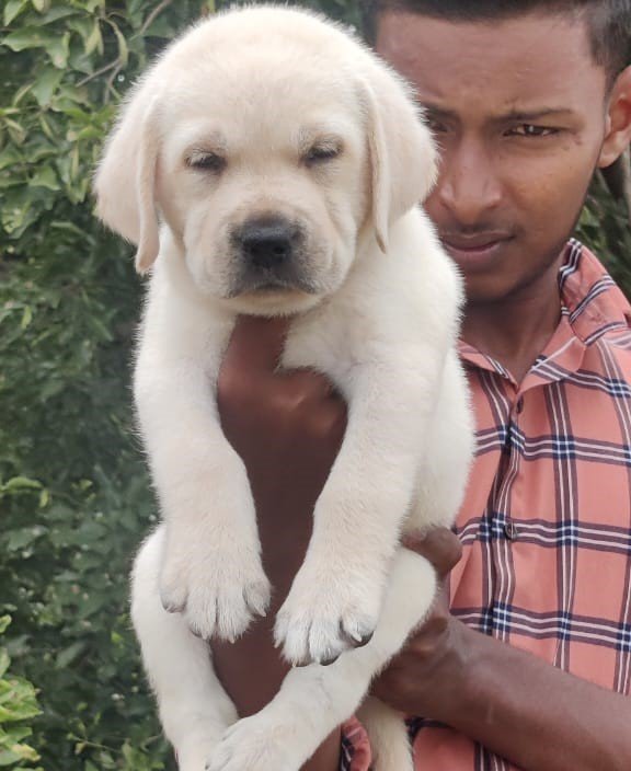 Labrador Retriever dog breeder in Chennai