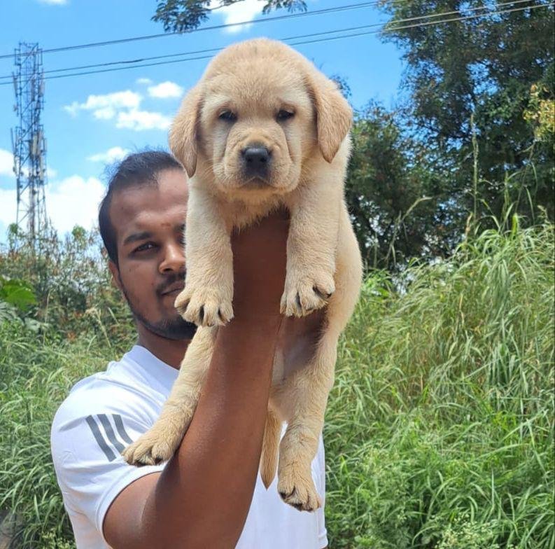 Labrador Retriever Female price in Chennai