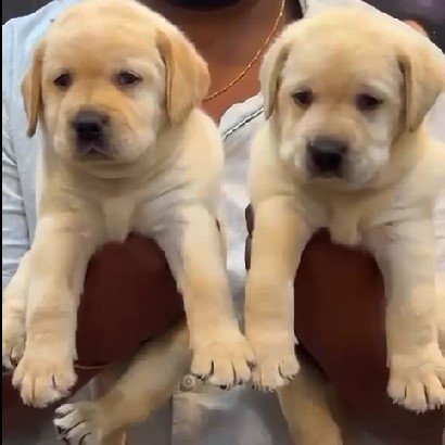 Labrador Retriever Male Price in Chennai