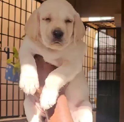 Pure Breed Labrador Retriever price in Chennai