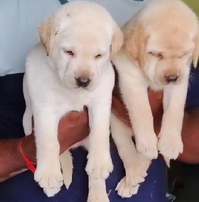 Labrador Retriever online price in Chennai