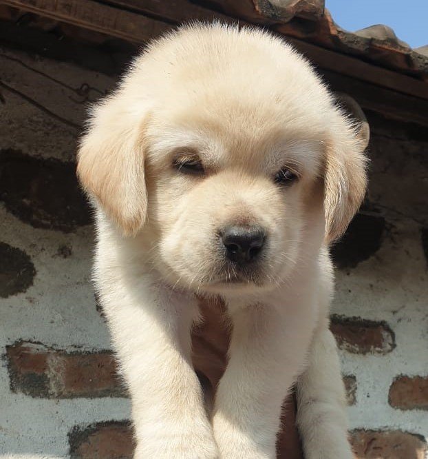 Labrador female price in india