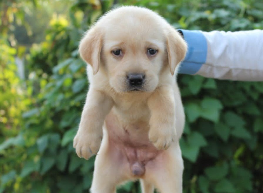 Labrador pet shop in india