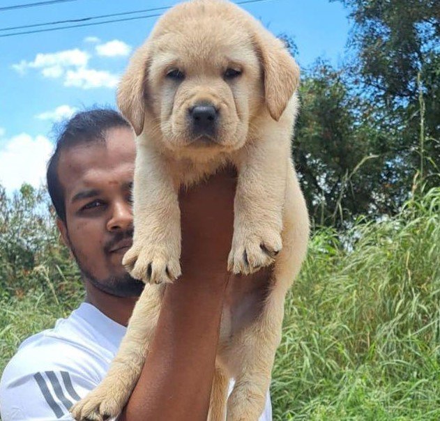 Labrador dog breeder in india