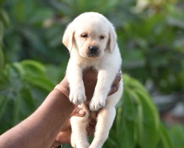 Lab price in mumbai