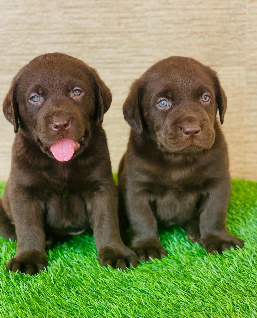 Labrador price in mumbai