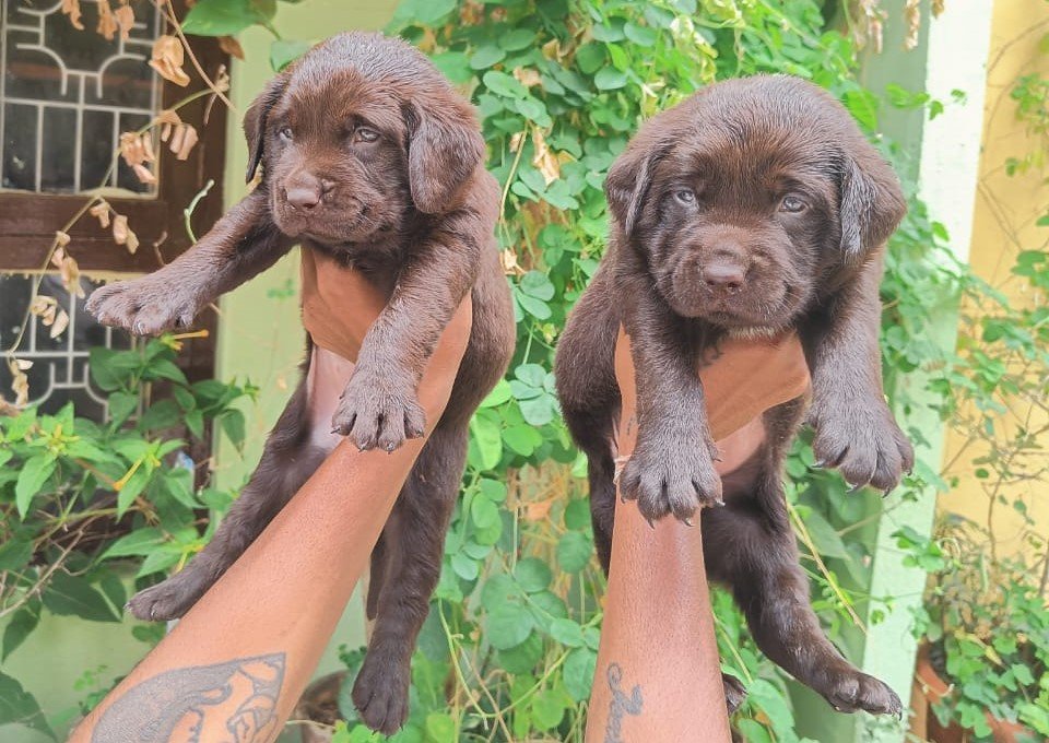 lab female price in mumbai