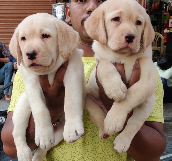Fully Vaccinated lab price in mumbai