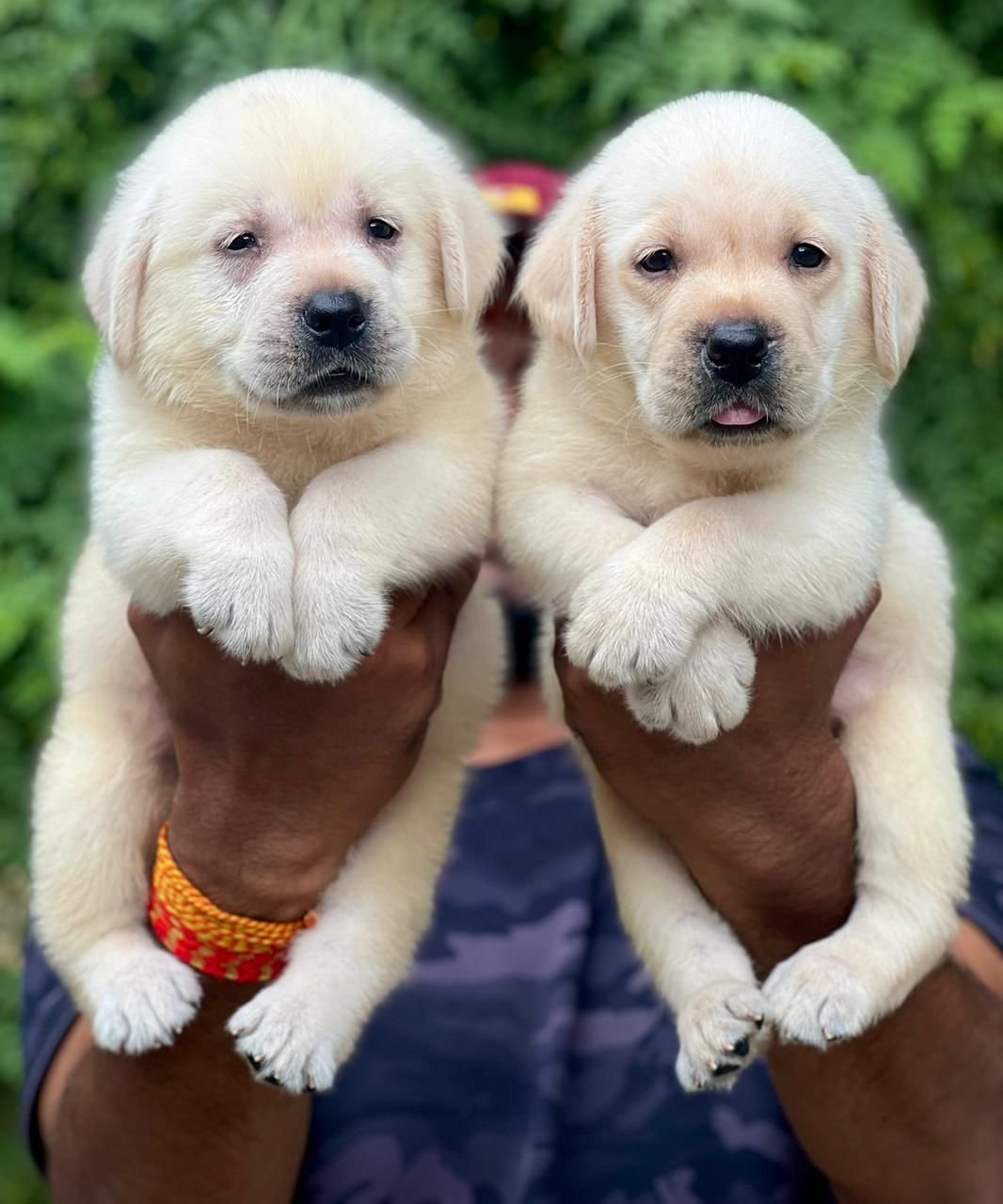 Labrador Retriever Price In Ahmedabad