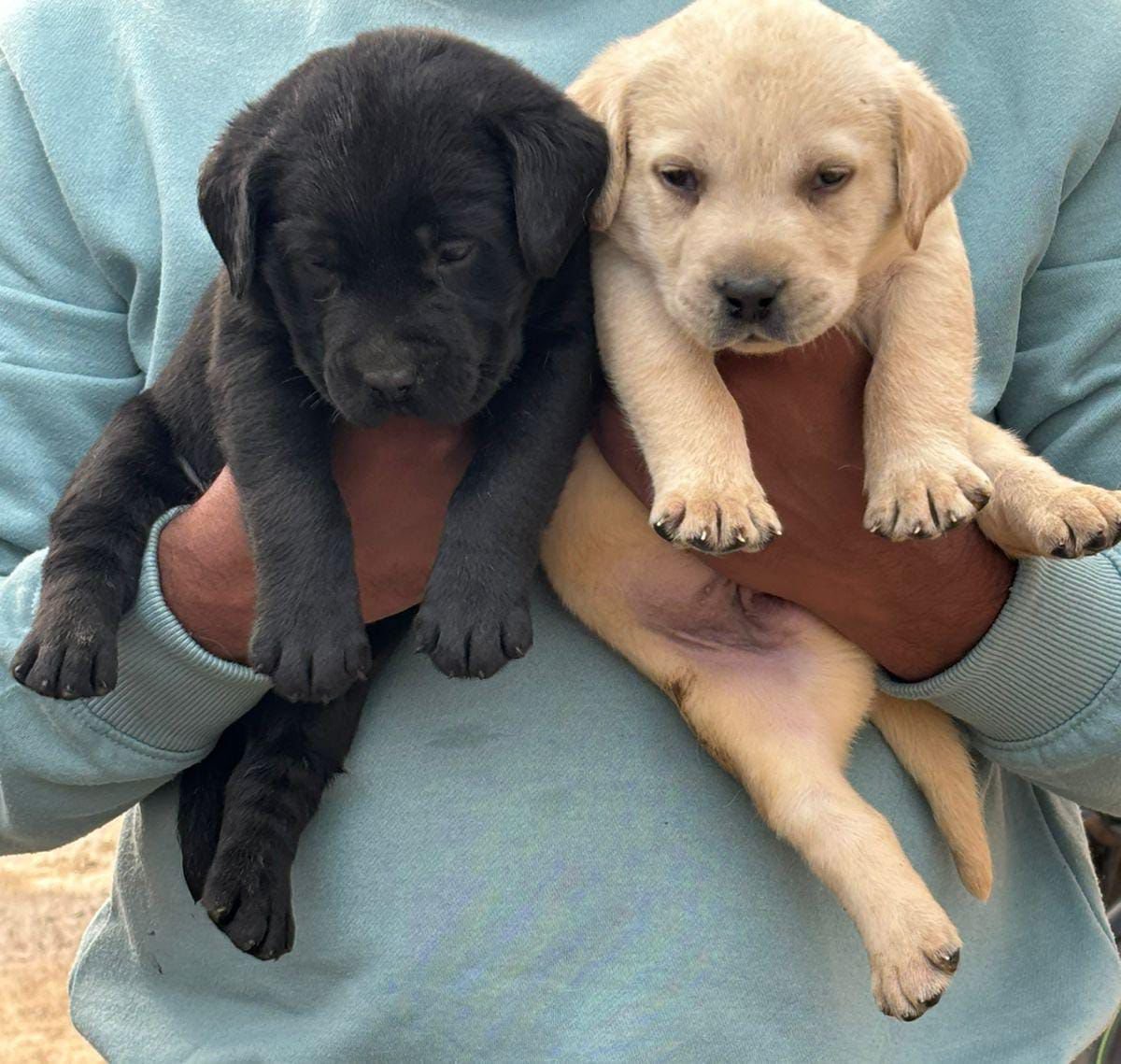Labrador Retriever dog breeder in Ahmedabad