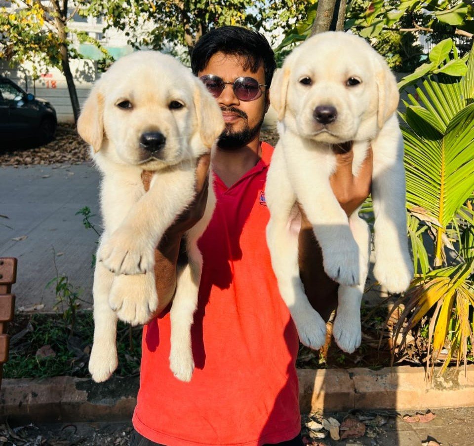 Labrador Retriever Male Price in Ahmedabad