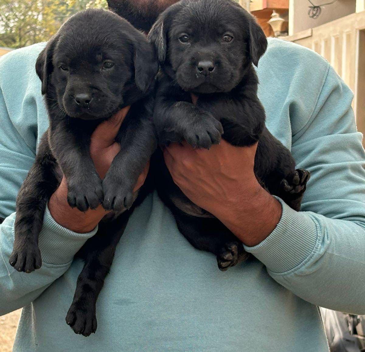 Pure Breed Labrador Retriever price in Ahmedabad