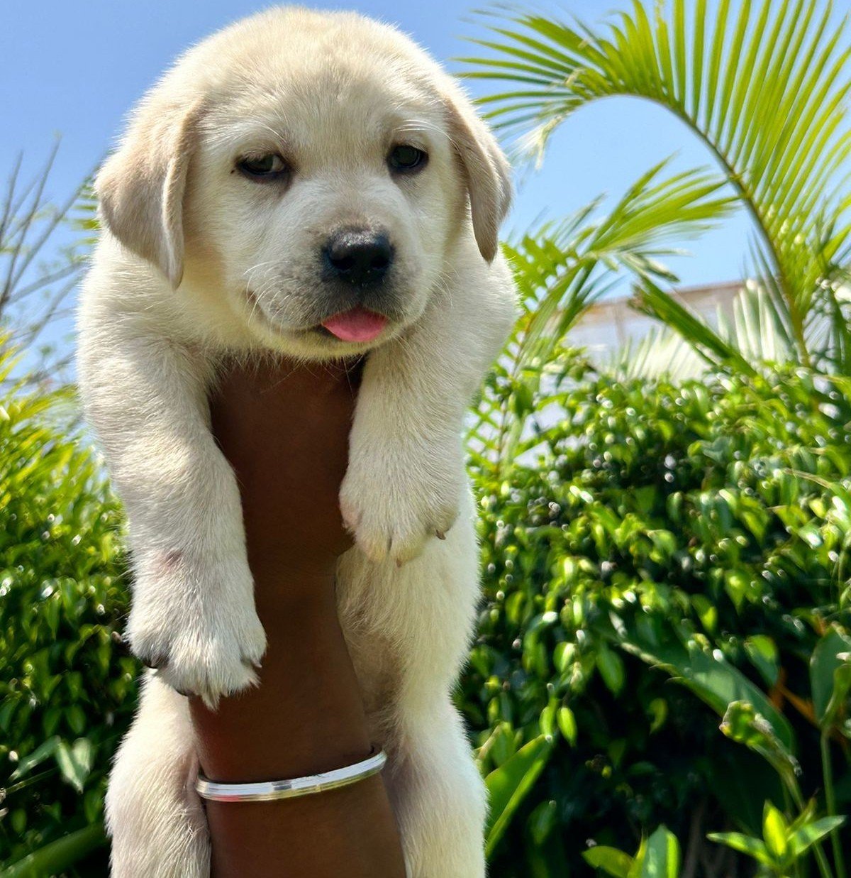 Labrador Retriever online price in Ahmedabad