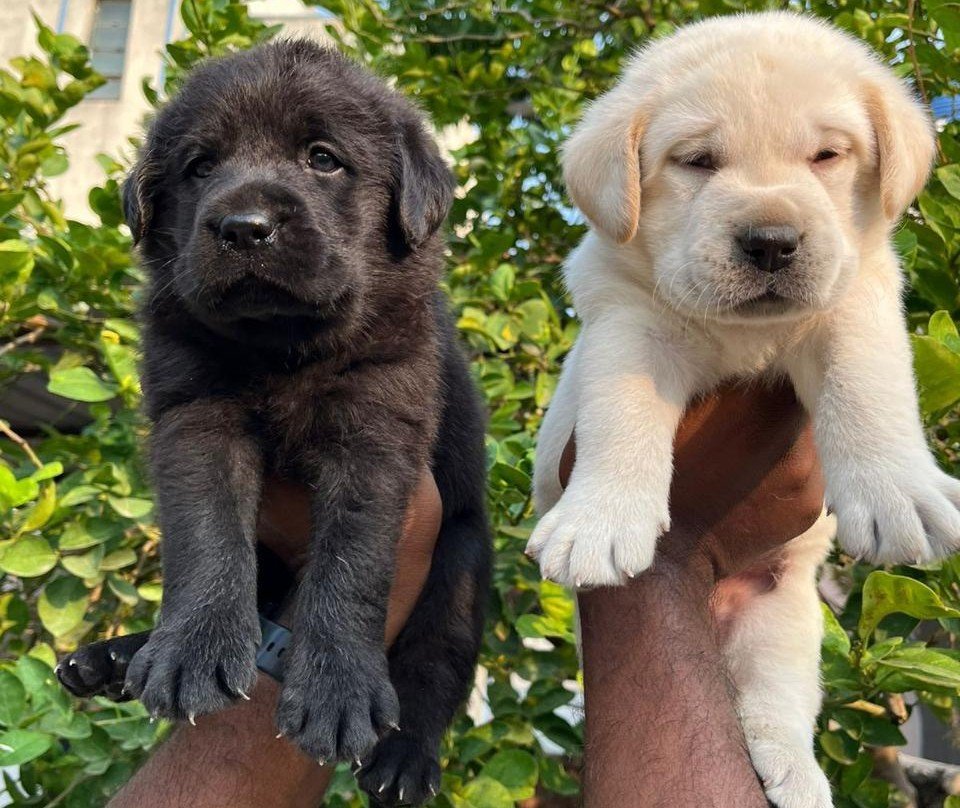 Labrador Retriever Price In Hyderabad