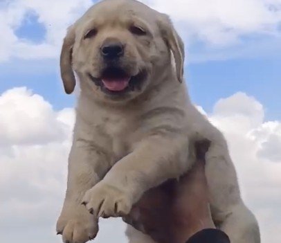Labrador Retriever Female price in Hyderabad
