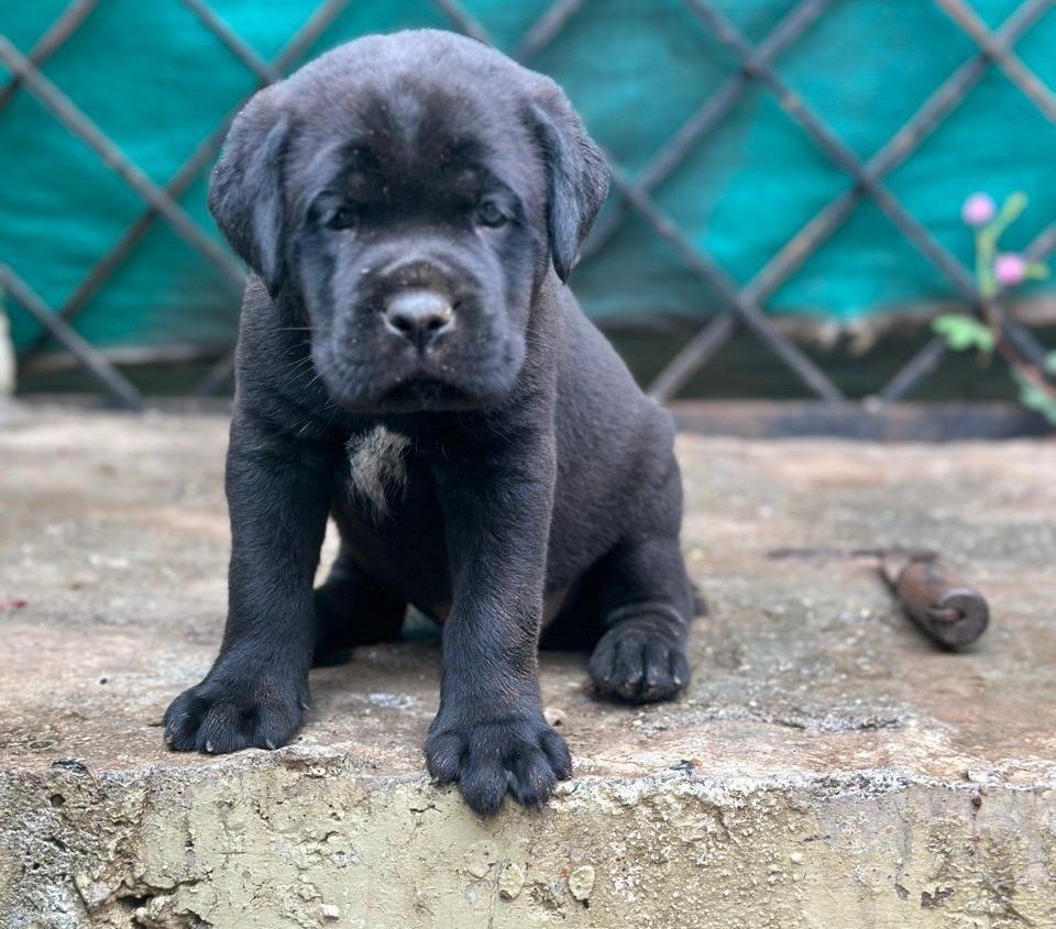 Labrador Retriever Male Price in Hyderabad