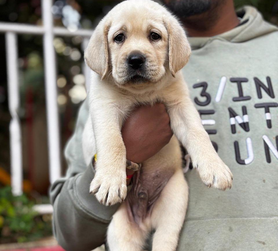 Labrador Retriever online price in Hyderabad