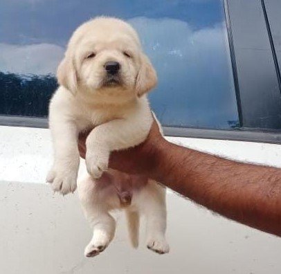Labrador Retriever Price In Kolkata