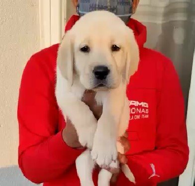 Pure Breed Labrador Retriever price in Kolkata