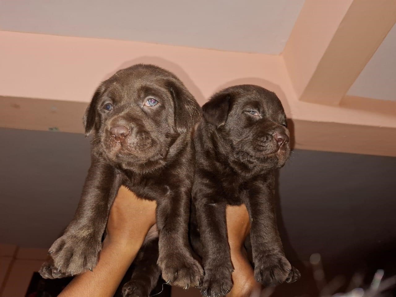 Labrador Retriever online price in Kolkata