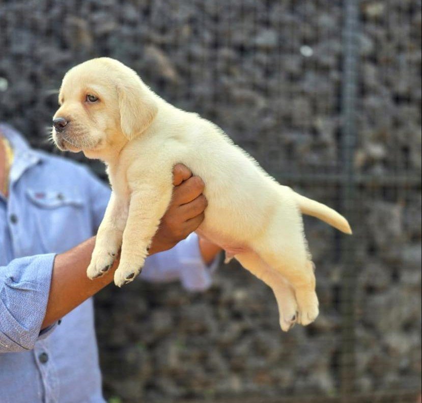 Labrador Retriever dog breeder in Kolkata